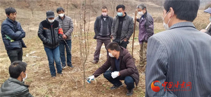 【甘肅全民戰(zhàn)“疫”】隴南徽縣：花椒田里培訓(xùn)忙，戰(zhàn)疫春耕兩不誤