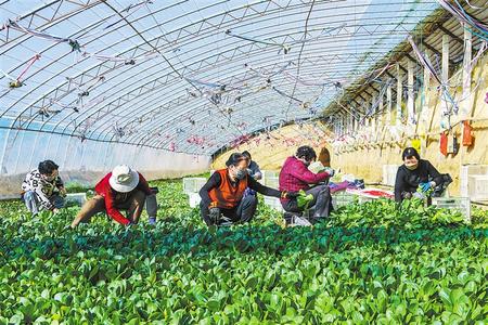 慶陽(yáng)市西峰區(qū) 夯實(shí)群眾增收基礎(chǔ)