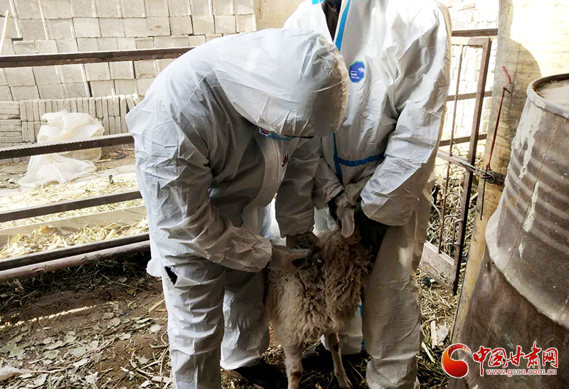 甘肅瓜州：動物“春防”正當(dāng)時(shí)（圖）