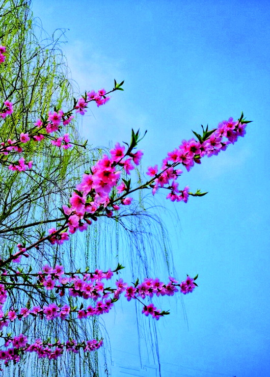 銅城桃花嫵媚綻放！君莫宅家辜負(fù)春光美景