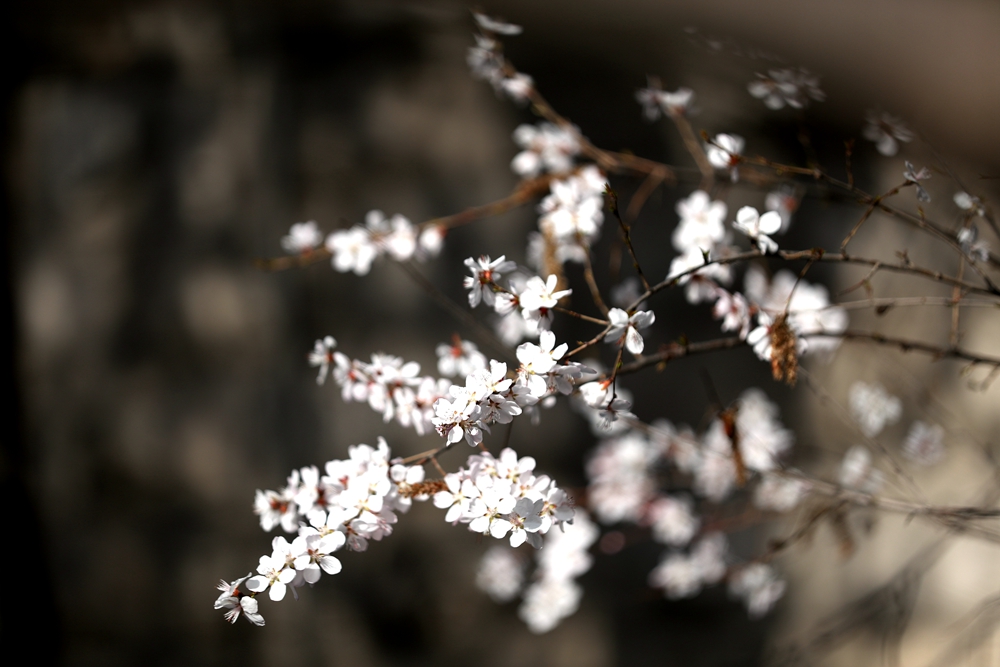 海報|花開隴原，甘肅這些景區(qū)正在復蘇！
