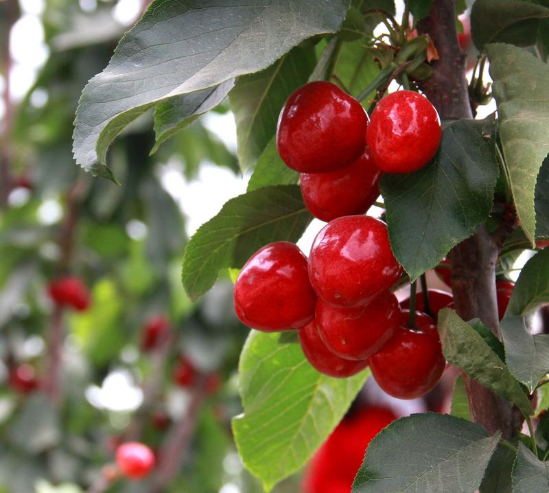 趕緊約起來(lái)！民勤紅旗谷櫻桃采摘園開園啦！