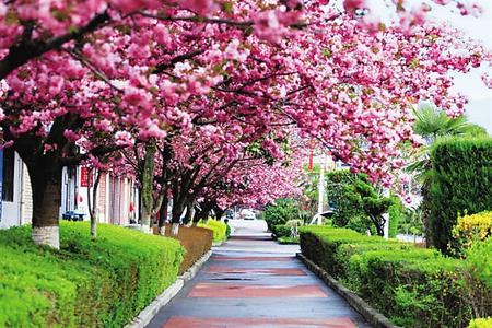 【印象隴原】去兩當，與櫻花赴約