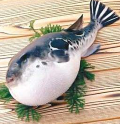 蘭州市市場(chǎng)監(jiān)督管理局發(fā)布通告禁止違法加工、經(jīng)營(yíng)河豚魚