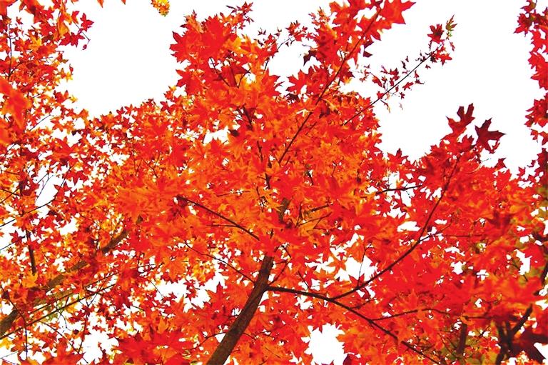 出彩啦！蘭州高校秋景驚艷來(lái)襲，快到秋日調(diào)色盤里pick你的母校