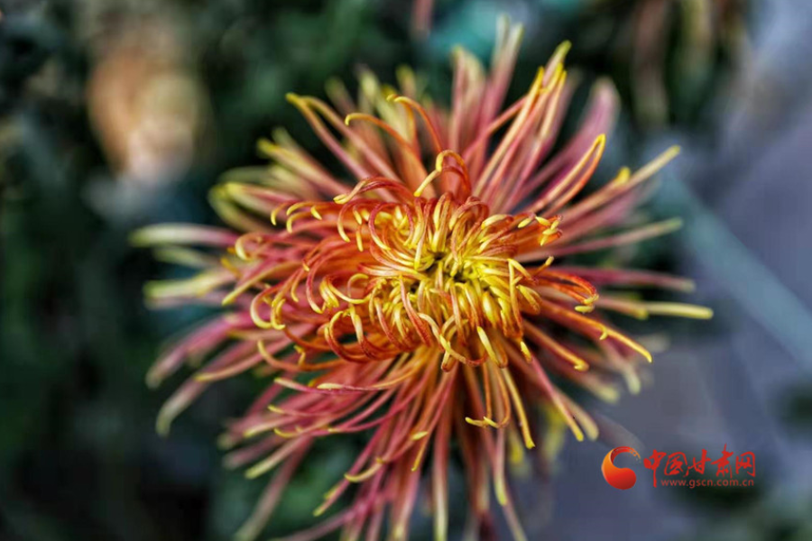 十五年，鍥而不舍終夢(mèng)圓——寫(xiě)在蘭州市入選全國(guó)文明城市之際