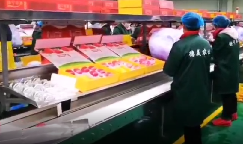 【獨家視頻】快訊丨甘肅省委副書記、代省長任振鶴在靜寧縣調(diào)研蘋果產(chǎn)業(yè)發(fā)展