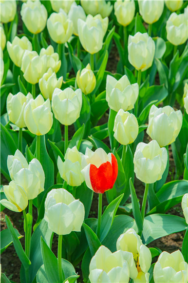 花叢中，別具一格。羅云希 攝