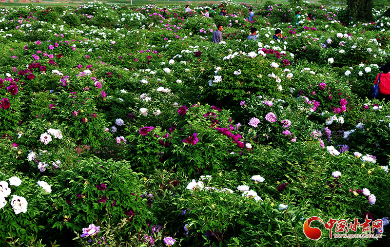 閱盡繁花盛景！定西文旅邀您共赴“紫斑牡丹”之約