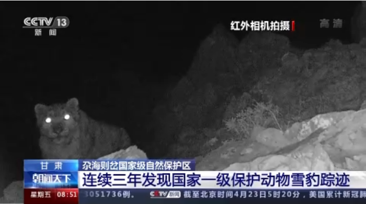 “大貓”出沒！甘肅尕海則岔保護區(qū)連續(xù)三年發(fā)現(xiàn)雪豹蹤跡
