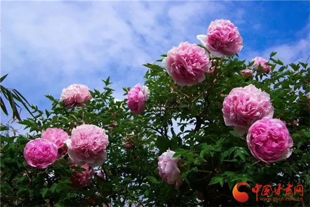 【五一游甘肅】暢游“臨洮縣紫斑牡丹文化旅游節(jié)”，這份攻略請(qǐng)收下！