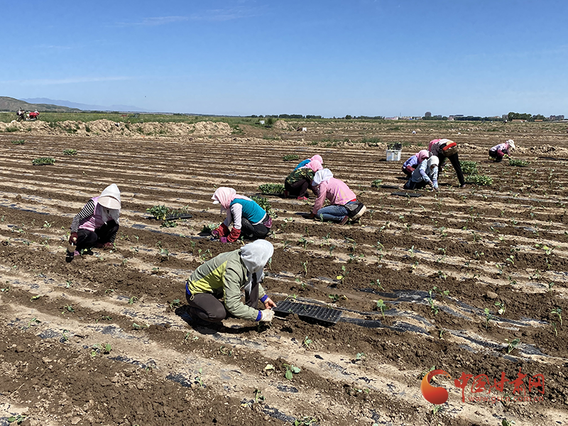 民樂：高原夏菜成群眾增收致富主導產業(yè)