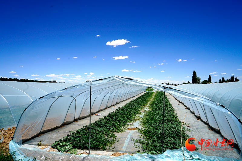 【小康圓夢·看甘肅】臨澤平川鎮(zhèn)：又到糧豐果香時(shí) 