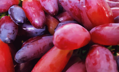 上半年蘭州海關(guān)監(jiān)管進口水果145.51噸