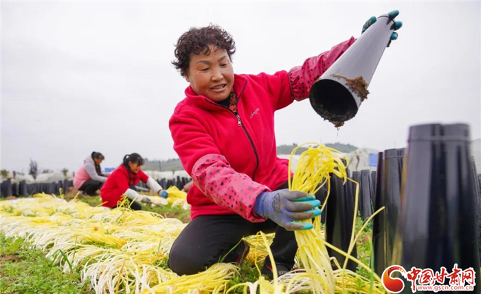 【小康圓滿(mǎn)·看甘肅】隴南成縣：蒜黃喜豐收 金色致富路