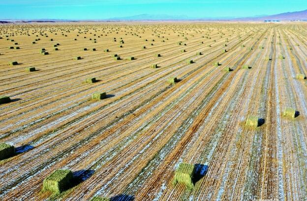 【“飛閱”中國】瞰！山丹馬場撒“青豆”