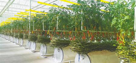 特色農(nóng)業(yè)激活鄉(xiāng)村振興新動能——白銀景泰縣采取務實舉措加快特色農(nóng)業(yè)發(fā)展