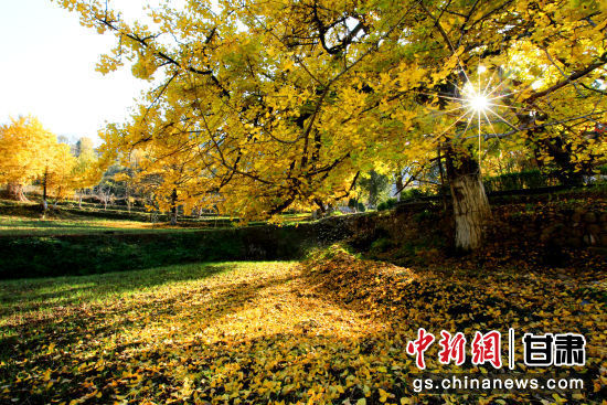 隴南徽縣銀杏樹(shù)最美的時(shí)候，當(dāng)屬每年的10月至11月。圖為樹(shù)葉已染黃的銀杏樹(shù)。張承榮 攝