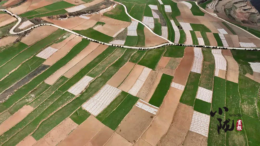 【小隴畫(huà)報(bào)·137期】千里隴原沐春光  耕耘田野盼豐年