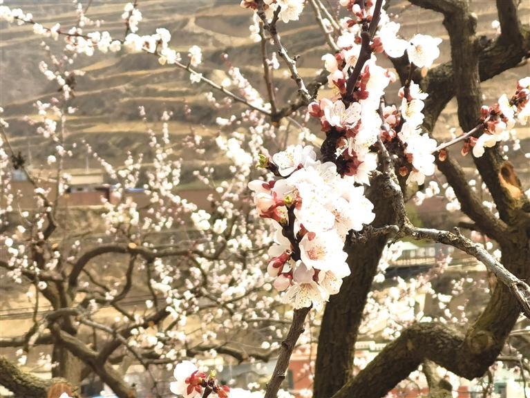 蘭州市各縣區(qū)多舉措盤(pán)活撂荒土地資源