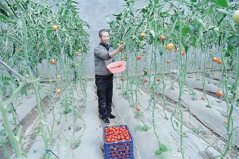 臨夏縣尹集、刁祁鎮(zhèn)易地扶貧搬遷后續(xù)產(chǎn)業(yè)園有日光溫室534座