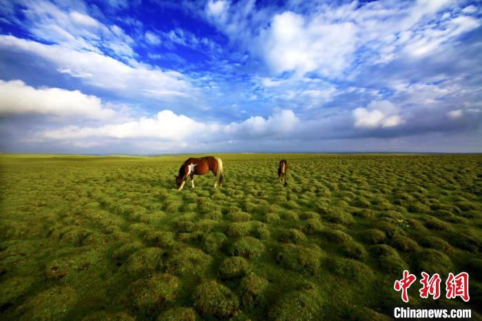 圖為甘肅甘南藏族自治州草原風光。(資料圖) 艾慶龍 　攝