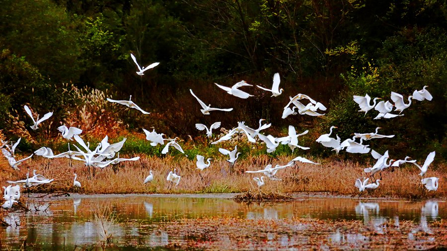 白鷺翩躚舞初冬。吳康軍攝