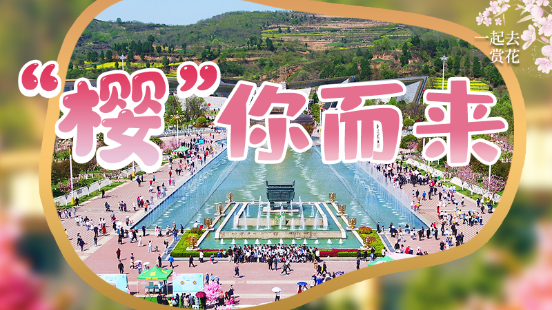 海報(bào)|春色爛漫，一組海報(bào)“云賞”櫻花盛開(kāi)