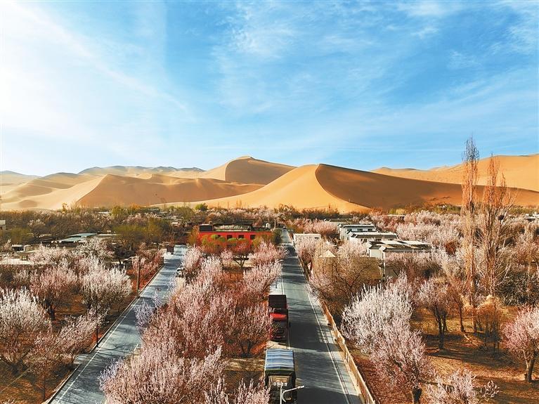 近日，敦煌鳴沙山下的李廣杏杏花陸續(xù)開放，美如畫卷。新甘肅·甘肅日報通訊員　張曉亮