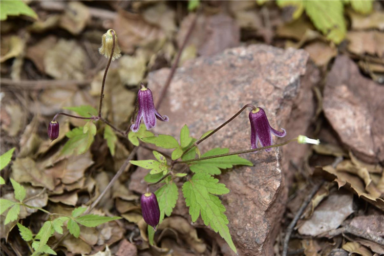 1712647187445434.jpg 11-2.jpg