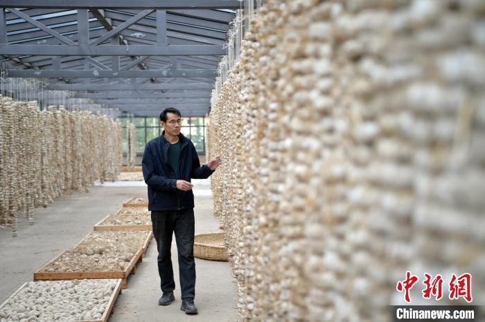 圖為5月10日，工作人員檢查晾曬的曲胚。九美旦增　攝