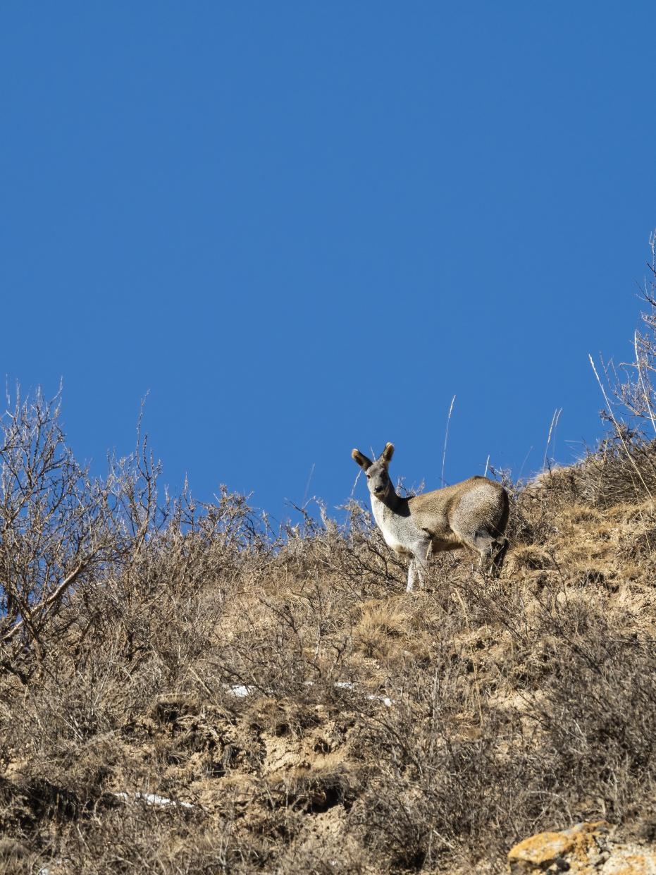 甘肅祁連山東大河自然保護(hù)站近20年來首次拍到馬麝影像