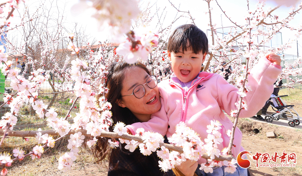 春動隴原丨甘州：千畝杏花迎春綻放 “農(nóng)旅融合”帶旺鄉(xiāng)村游