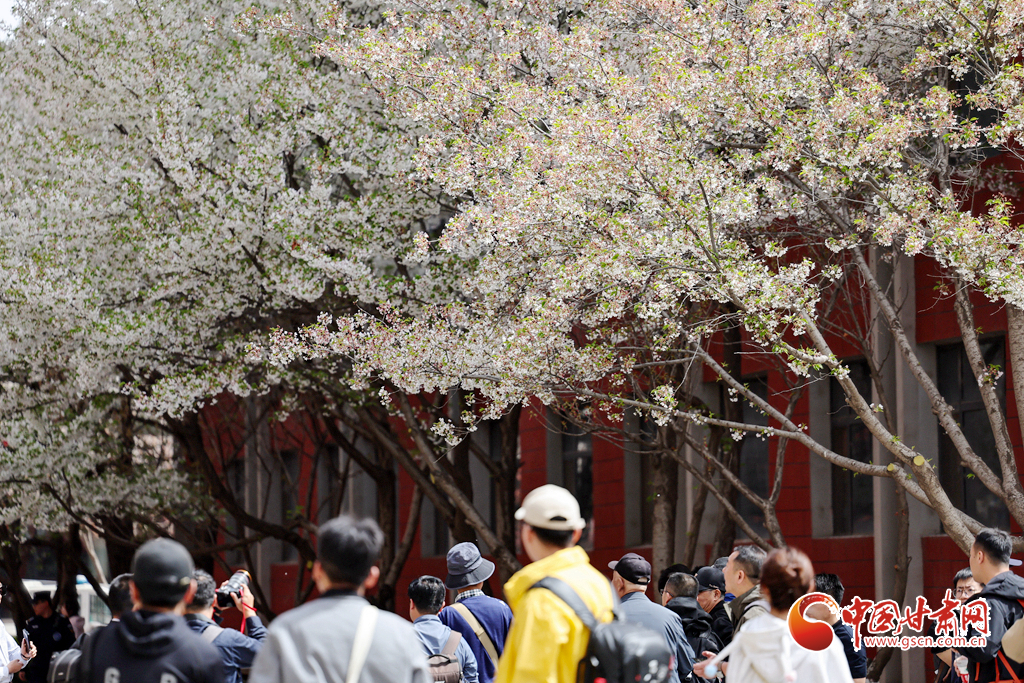 春動隴原丨蘭州大學(xué)：櫻花樹下定格浪漫春光
